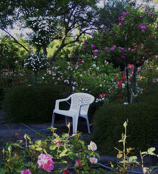 'Burlington Rose Nursery'  photo