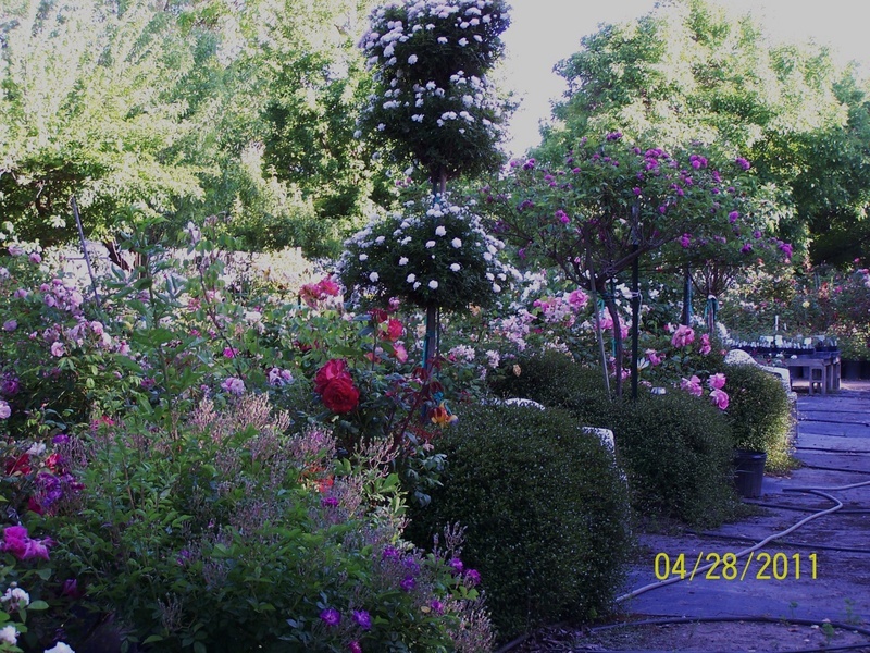 'Burlington Rose Nursery'  photo