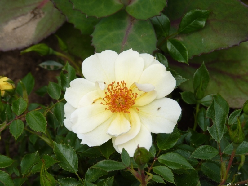 'Limessonne' rose photo