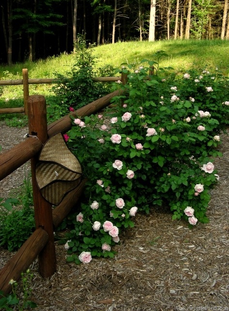 'St. Swithun ™' rose photo