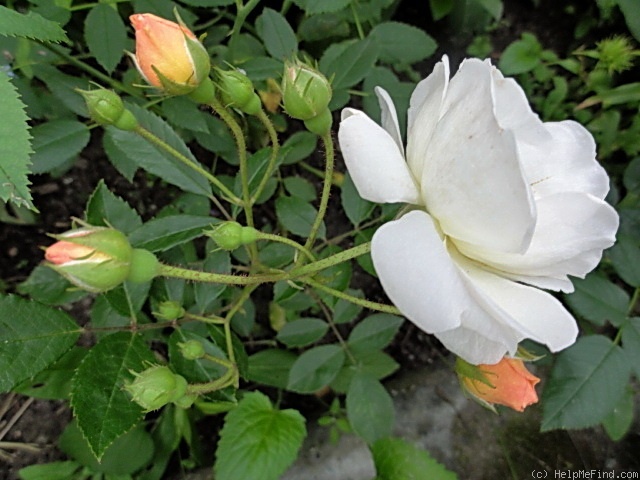'Ghislaine de Féligonde' rose photo