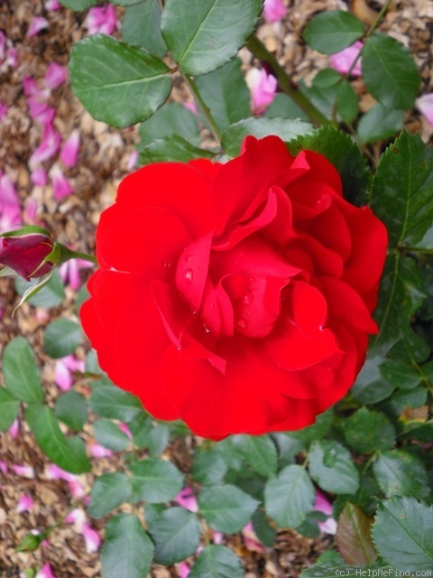 'Bernhard Däneke Rose' rose photo