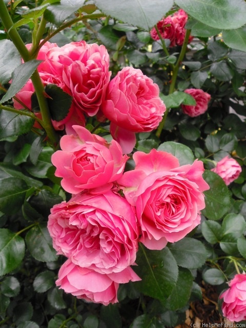 'Leonardo da Vinci ® (Floribunda, Meilland, 1993)' rose photo
