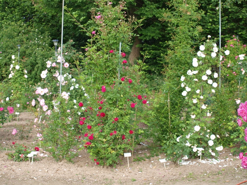 'Fitzbek Rose Garden'  photo