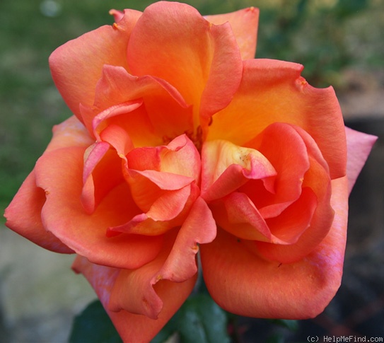 'Queen Mary (hybrid tea, Dickson 1913)' rose photo