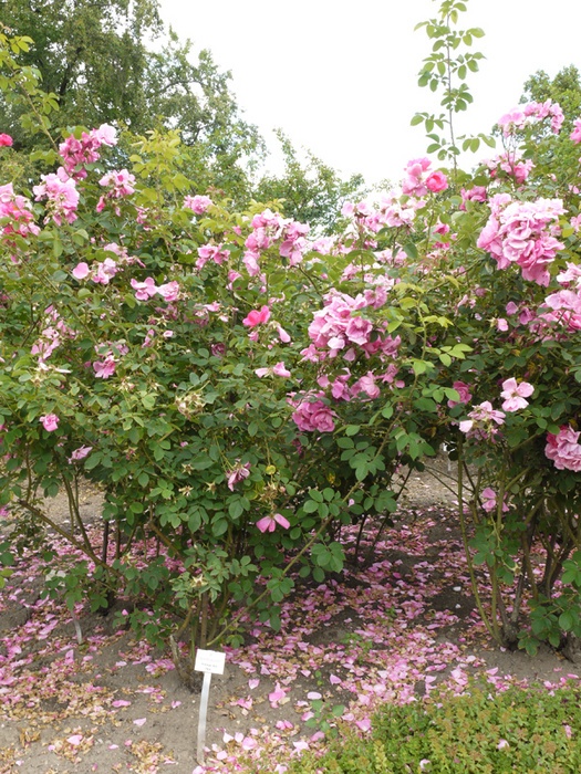 'Nordhausen' rose photo