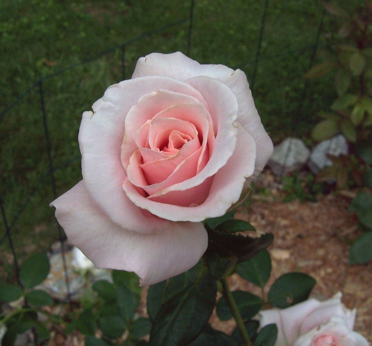 'Bride's Dream (hybrid tea, Kordes 1985)' rose photo
