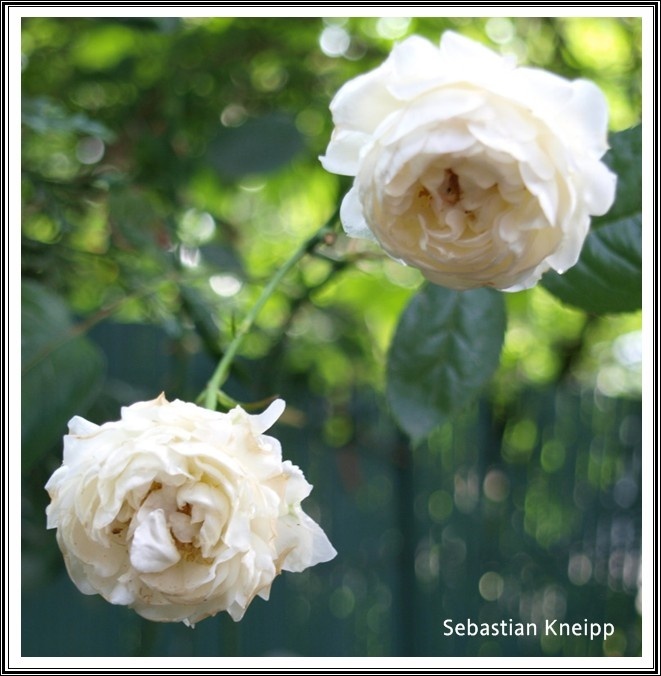 'Sebastian Kneipp ™' rose photo