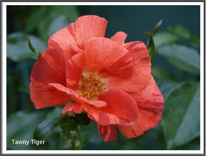 'Tawny Tiger' rose photo