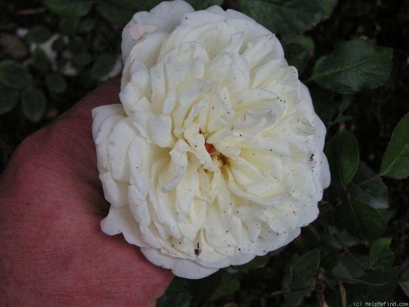 'Weisse Gruss an Aachen' rose photo