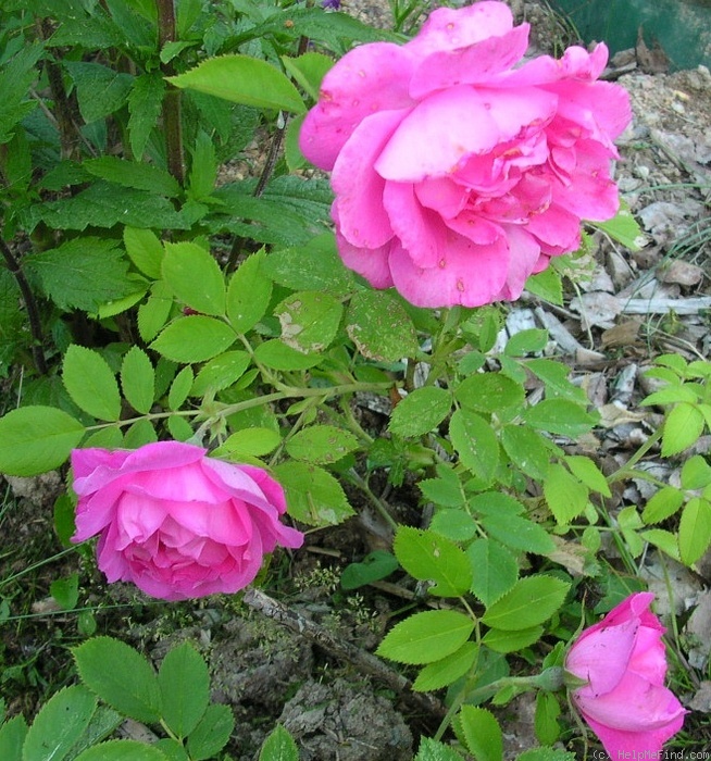 'Guna' rose photo