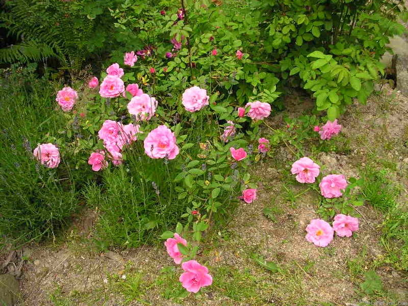 'John Davis' rose photo