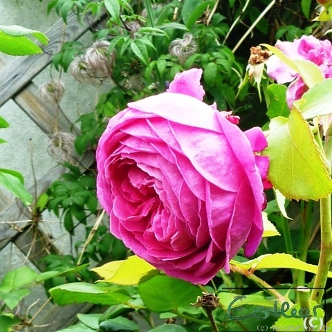 'Rosamunde Pilcher' rose photo