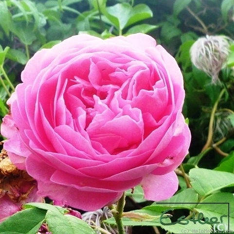 'Rosamunde Pilcher' rose photo