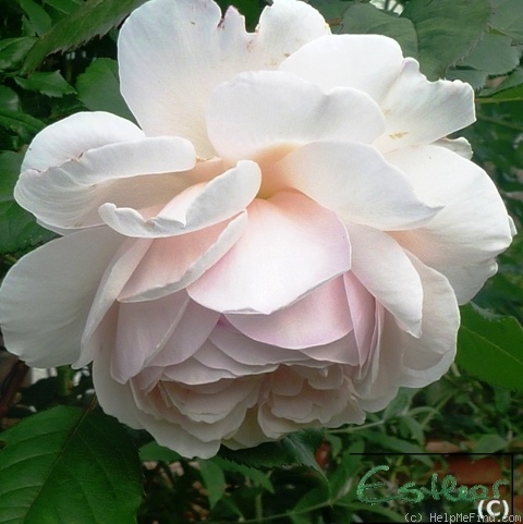 'A Shropshire Lad' rose photo