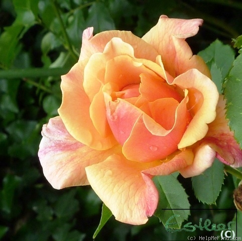 'Caramella ™ (shrub, Kordes before 2000)' rose photo