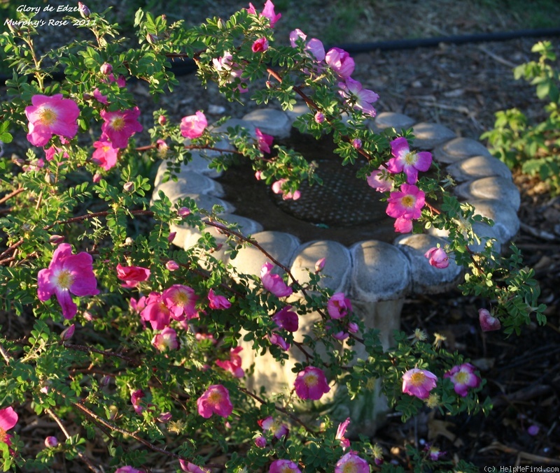 'Glory of Edzell' rose photo