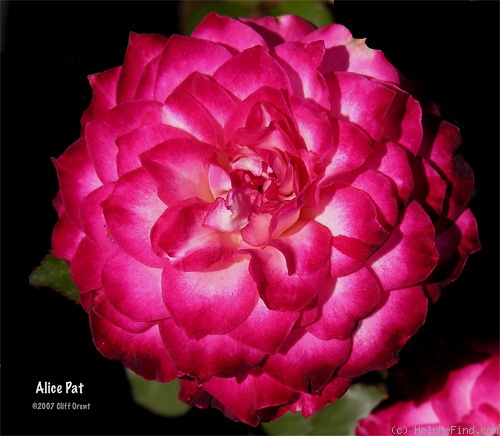 'Alice Pat' rose photo