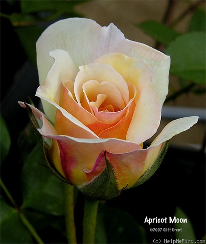 'Apricot Moon' rose photo