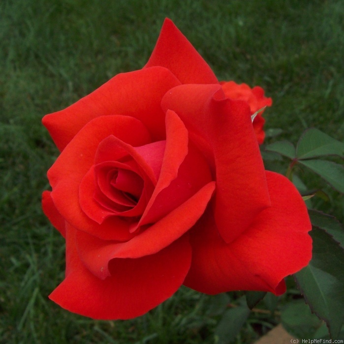 'Kanegem' rose photo