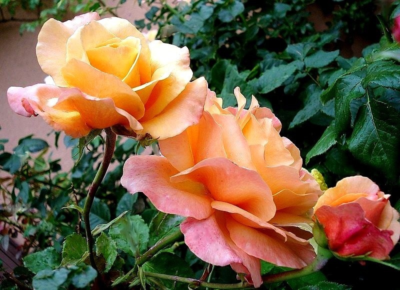 'Lolita ® (hybrid tea, Kordes 1972)' rose photo