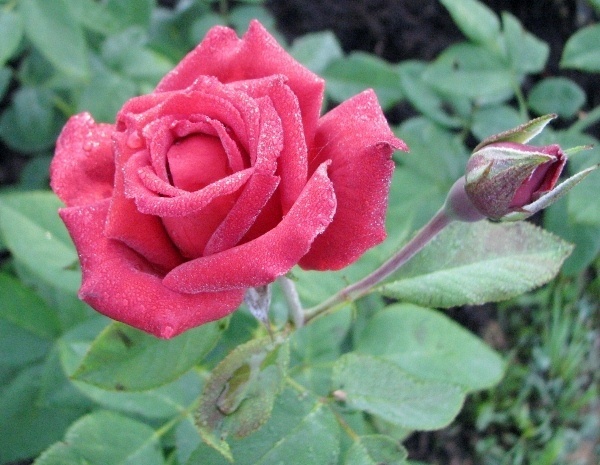 'Chocolate Sundae ™' rose photo