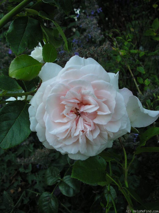 'Penny Lane (climber, Harkness, 1998)' rose photo