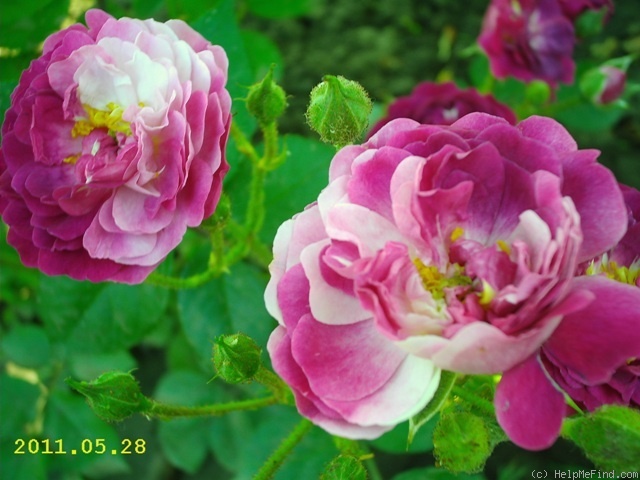 'Bleu Magenta' rose photo