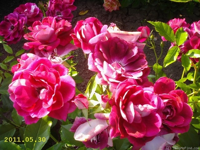 'Burgundy Ice' rose photo