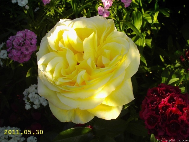 'Souvenir de Marcel Proust ®' rose photo