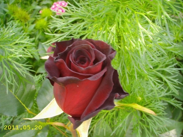 'Black Baccara ™' rose, click to enlarge 'Black Baccara ™' rose photo