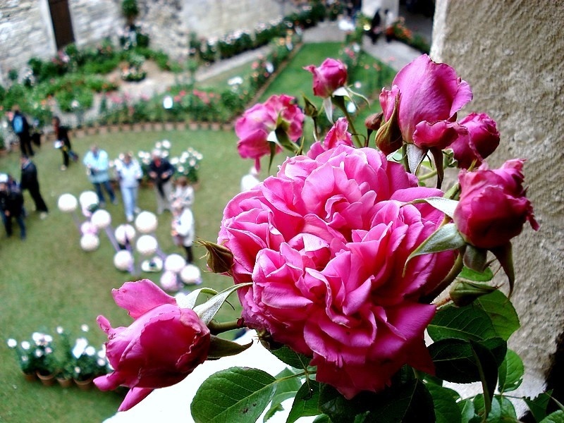 'Saint-Exupéry ® (hybrid tea, Delbard 2003)' rose photo