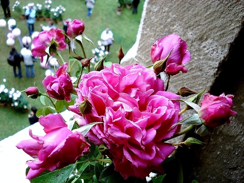 'Saint-Exupéry ® (hybrid tea, Delbard 2003)' rose photo