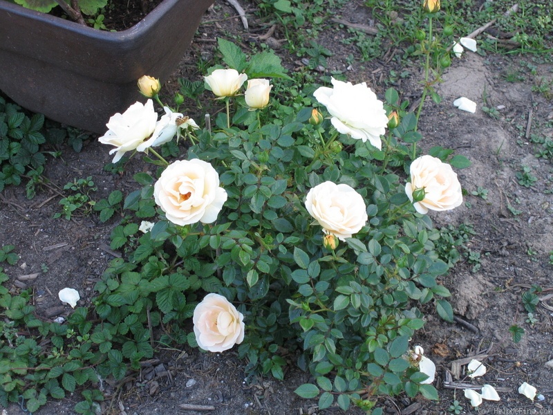 'Good Luck (floribunda, Burston 1996)' rose photo