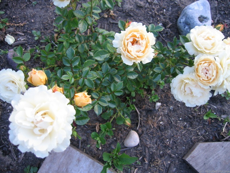 'Good Luck (floribunda, Burston 1996)' rose photo