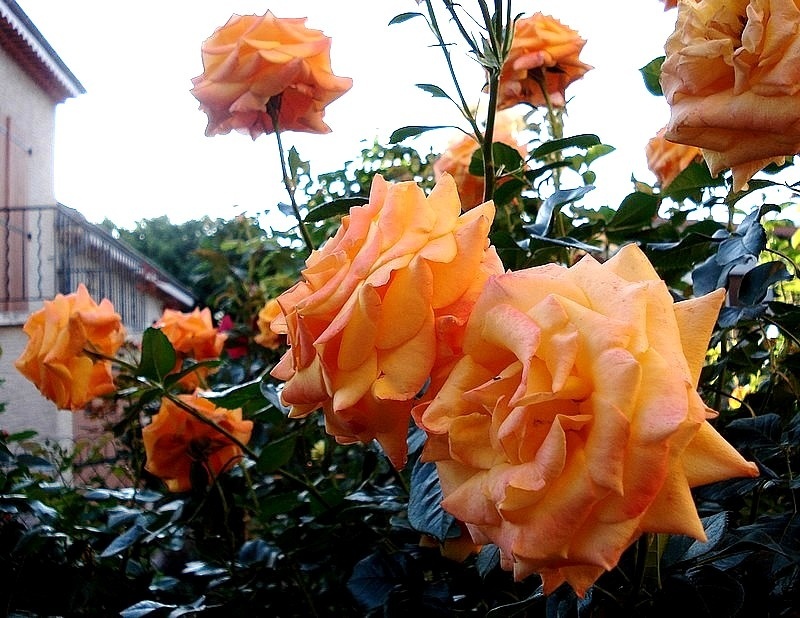 'Amber Flush' rose photo