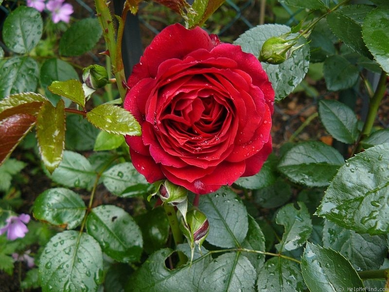 'Belkanto' rose photo
