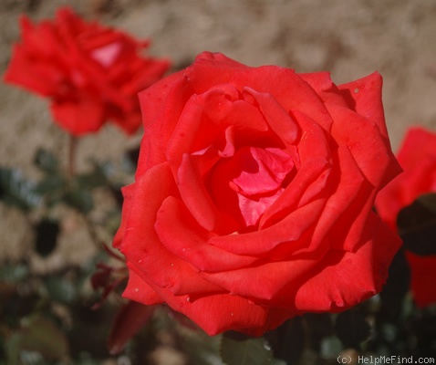 'Clotilde Courau®' rose photo