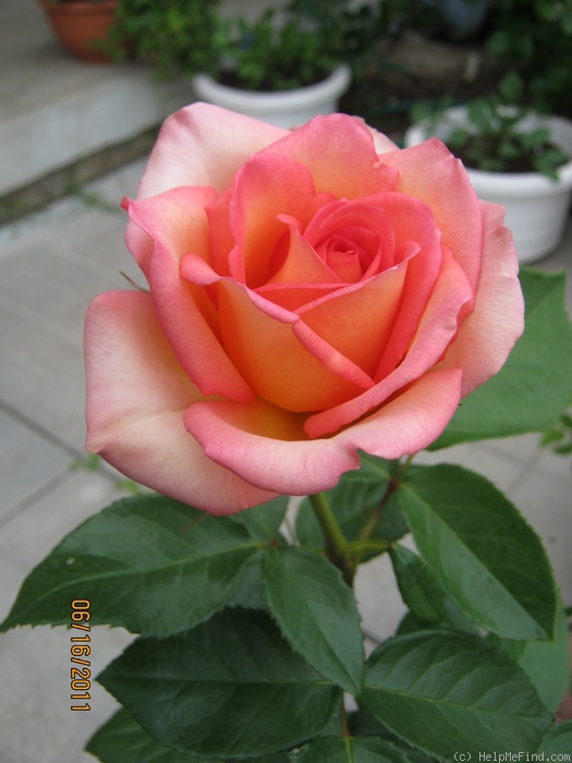 'Fantasia Mondiale ® (hybrid tea, Kordes 2006)' rose photo