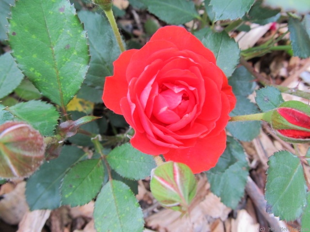 'Brilliant Veranda ®' rose photo