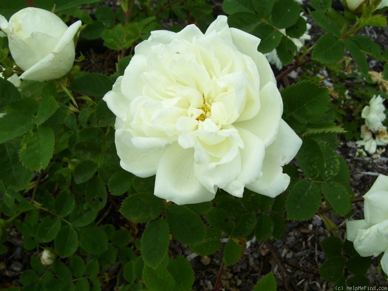 'Paula Vapelle' rose photo