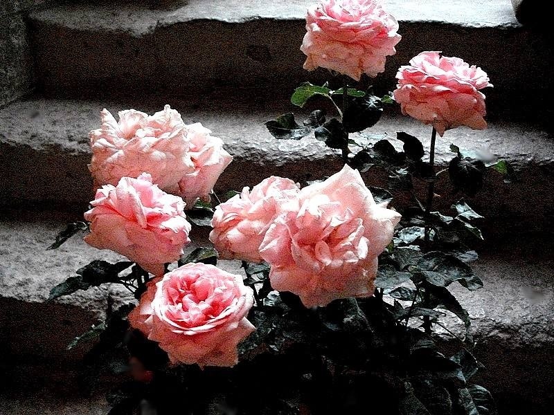 'Laurette Fugain ®' rose photo