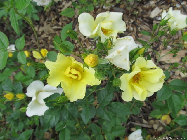 'Limoncello' rose photo