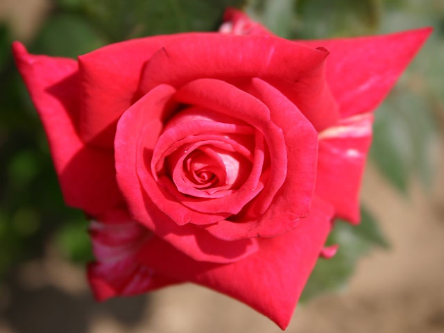 'Agkon ®' rose photo