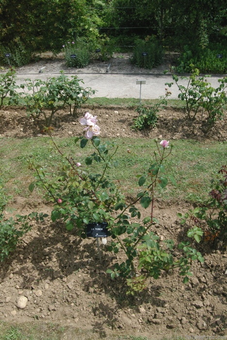 'La Tosca (hybrid tea, Schwartz 1900)' rose, click to enlarge 'La Tosca (hybrid tea, Schwartz 1900)' rose photo