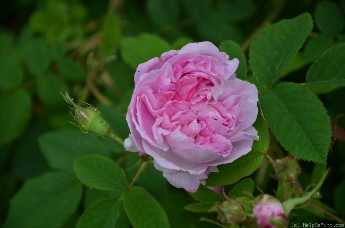 'Blush Hip' rose photo