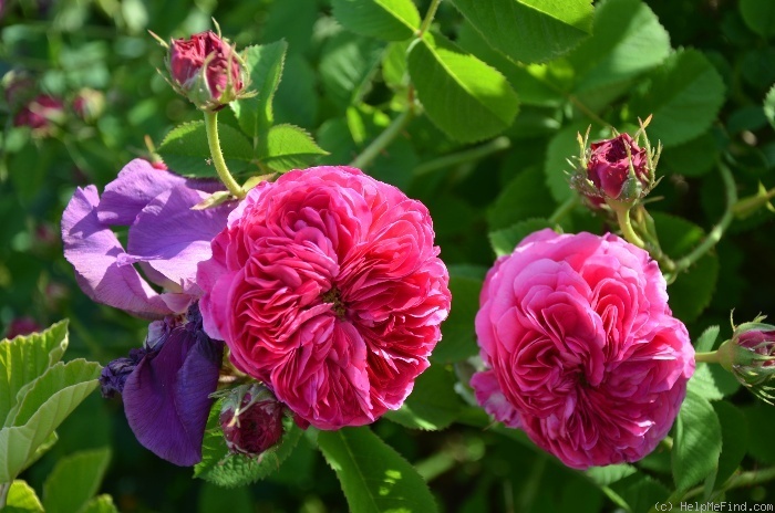 'Duc de Cambridge (damask, Laffay, 1840)' rose photo