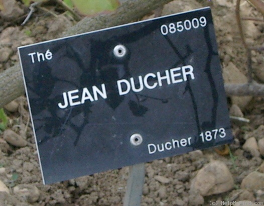 'Jean Ducher' rose photo
