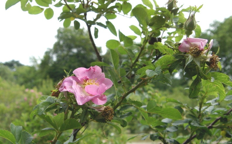 'R. majalis' rose photo