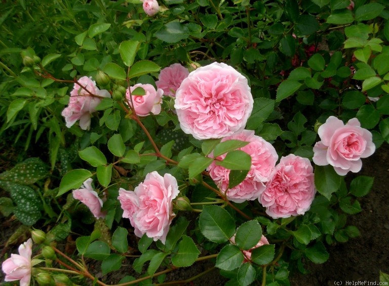 'My Granny' rose photo
